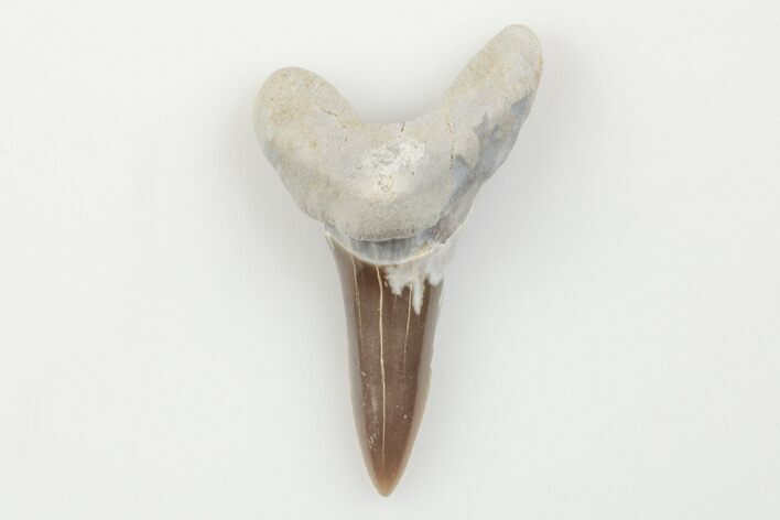 Cretaceous Ginsu Shark (Cretoxyrhina) Tooth - Kansas #203312